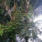 pohon aren di kampung